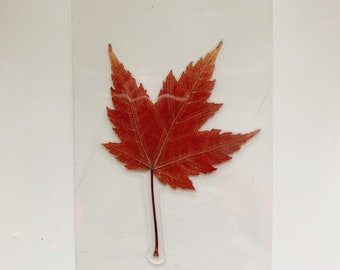 Real Canadian Maple Leaf - Laminated Wallet Card/Bookmark