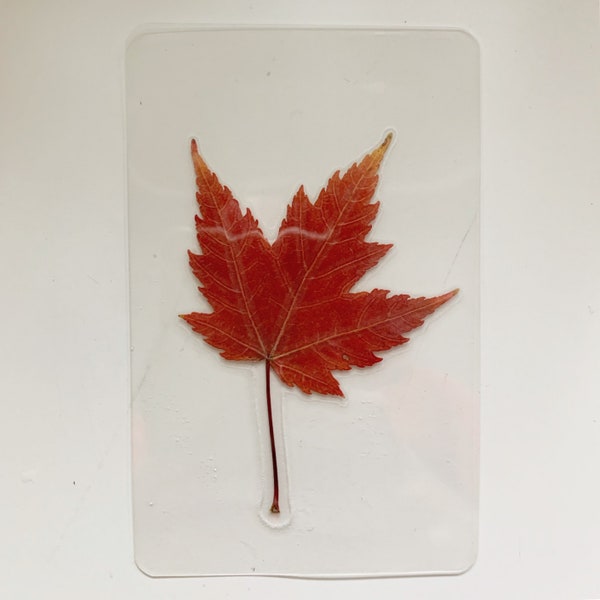 Véritable feuille d'érable canadienne - Carte/Signet pour portefeuille plastifié