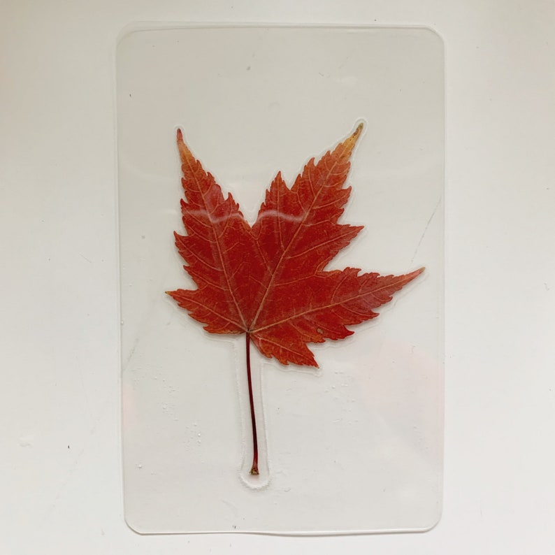 Real Canadian Maple Leaf Laminated Wallet Card/bookmark Etsy
