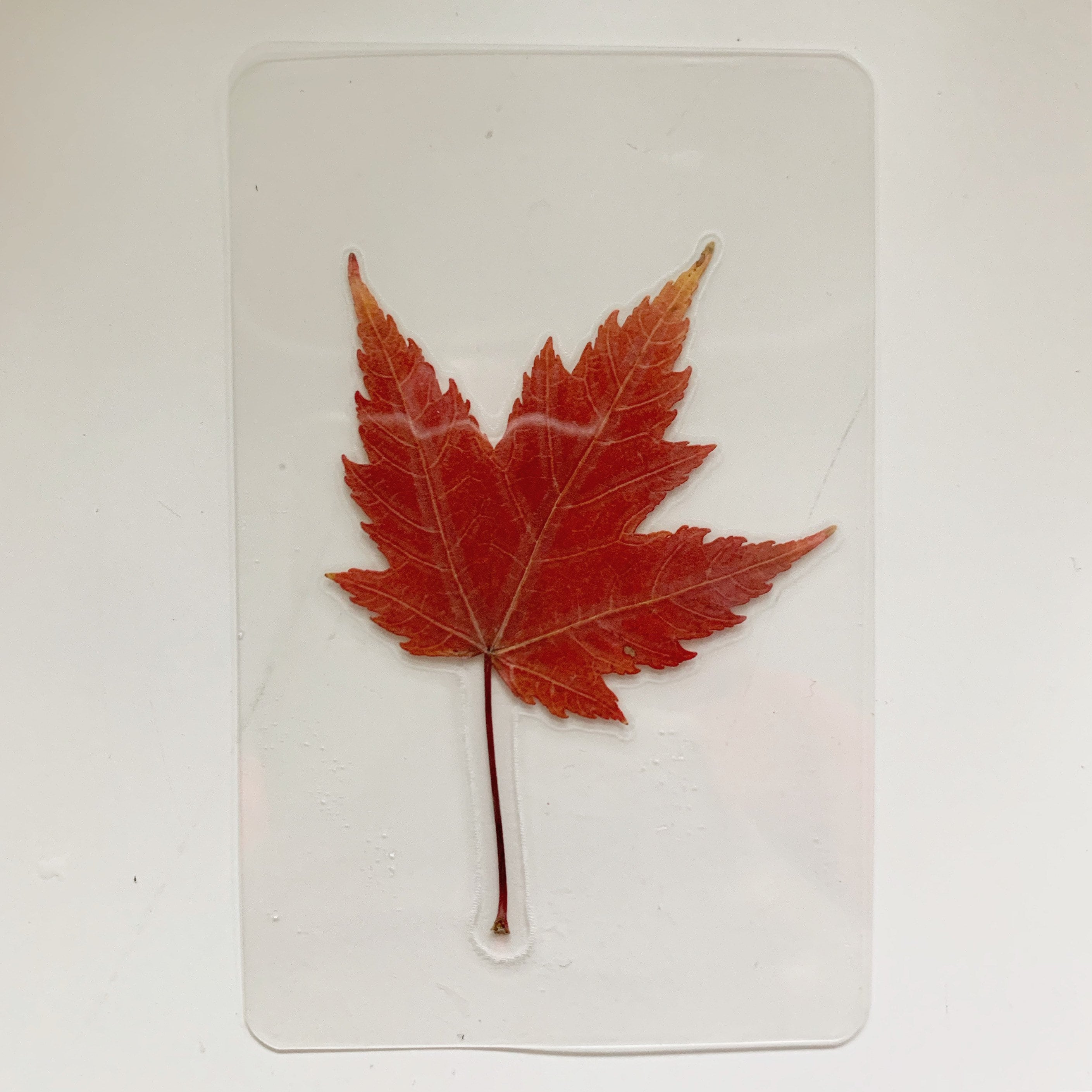 Ламинация листьев. Genuine Canadian Maple.