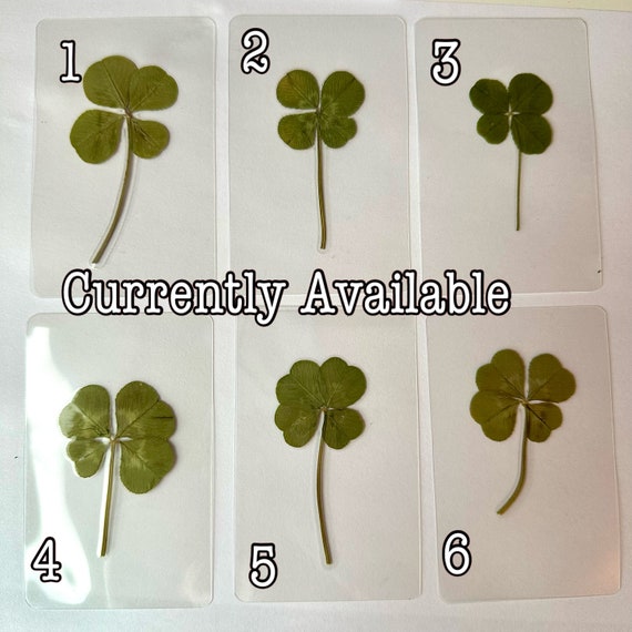 How to Find a Four-Leaf Clover - The New York Times