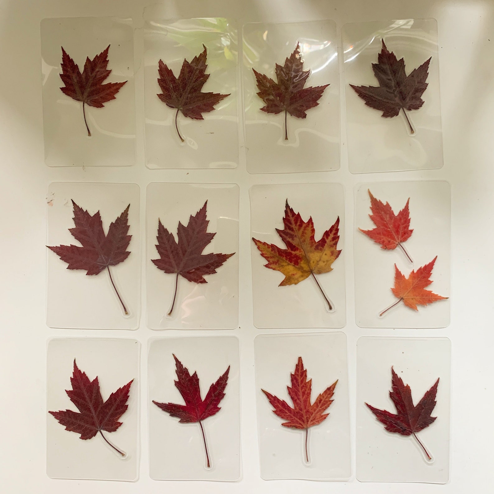 Real Canadian Maple Leaf Laminated Wallet Card/Bookmark Etsy