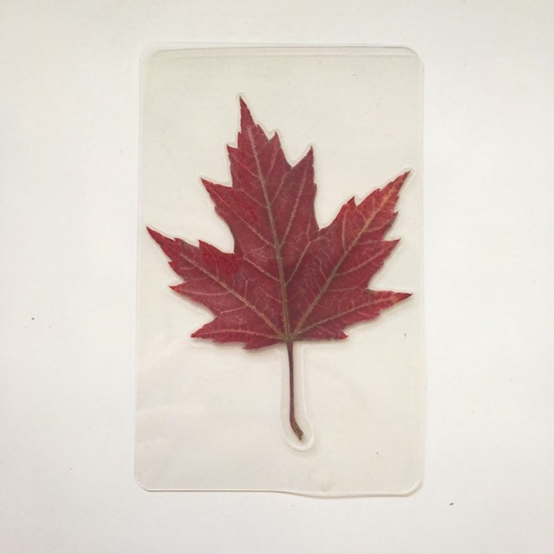 Real Canadian Maple Leaf Laminated Wallet Card/bookmark Etsy
