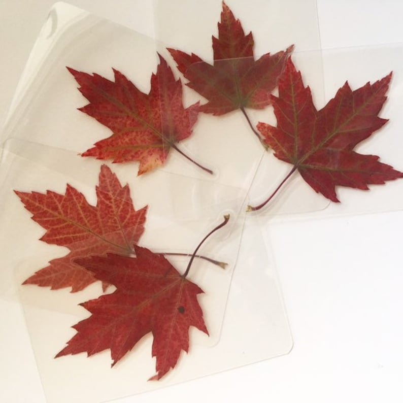 Real Canadian Maple Leaf Laminated Wallet Card/bookmark Etsy