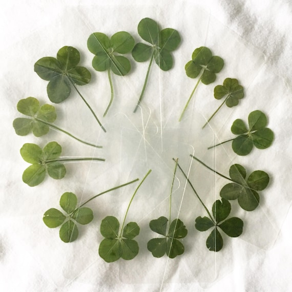 Real Four Leaf Clover Laminated Bookmard Walket Card: Lucky Irish