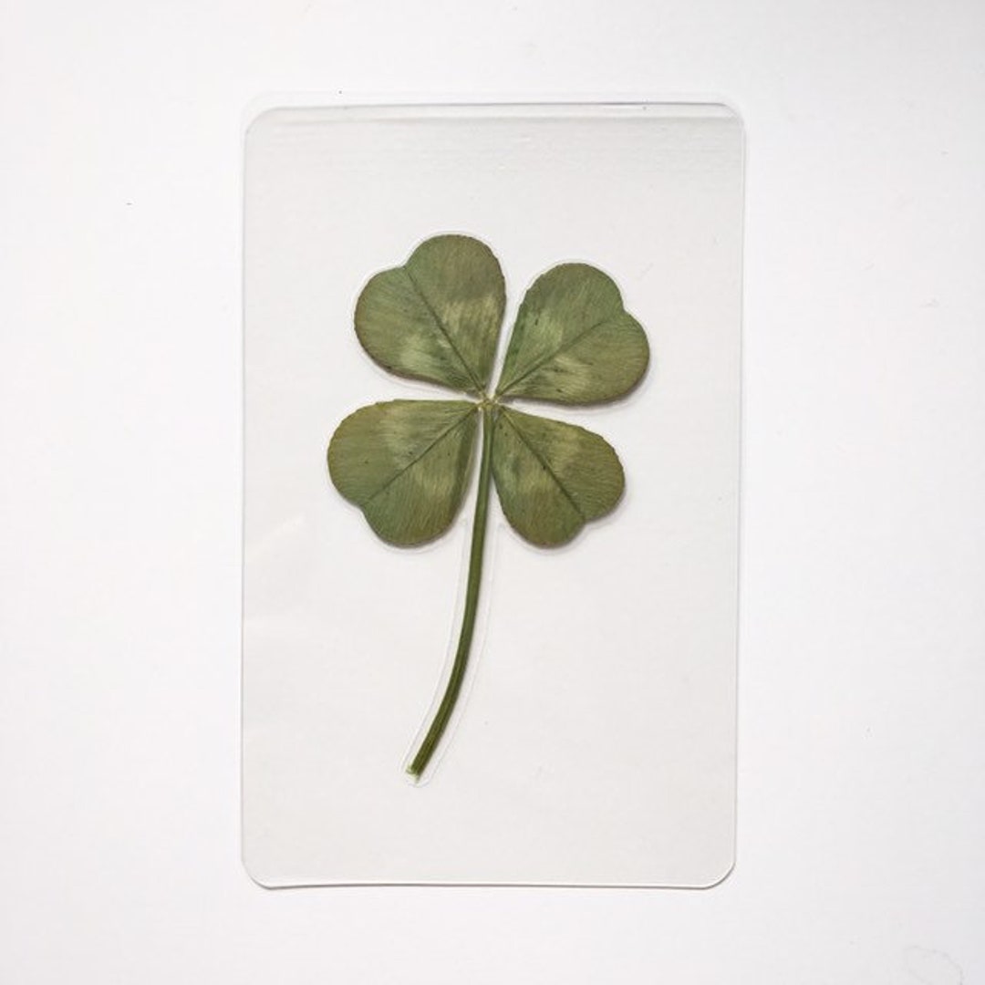 Real Four Leaf Clover Laminated Wallet Card/bookmark 