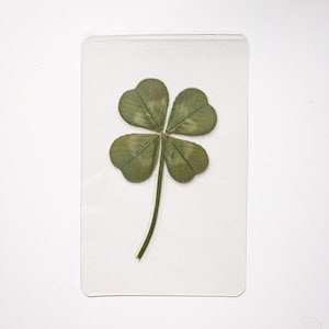 Véritable trèfle à quatre feuilles - carte portefeuille/marque-page plastifié - porte-bonheur - cadeau de mariage ou de la Saint-Patrick irlandais unique - fabriqué au Canada