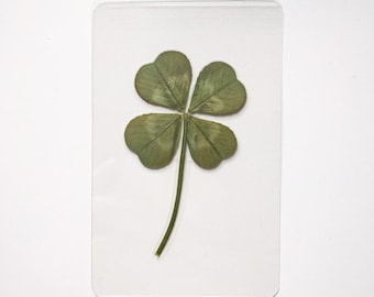 Real Four Leaf Clover Laminated Bookmard Walket Card: Lucky Irish Gift - St. Patrick’s Day
