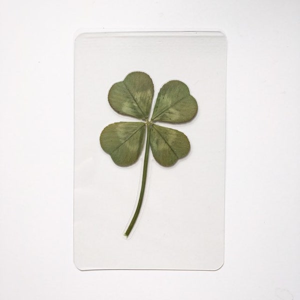 Echtes vierblättriges Kleeblatt Laminierte Lesezeichen-Walkkarte: Glückliches irisches Geschenk - St. Patrick’s Day