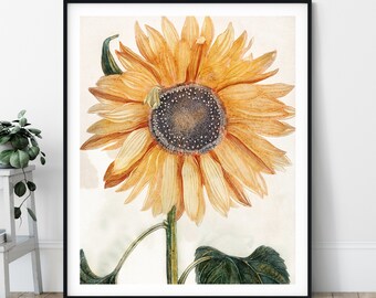 Sunflower Print - Vintage Flower Painting, Antique Floral Wall Art, 17th Century Painting, Sunflower Wall Decor, Bathroom, Kitchen, Feminine