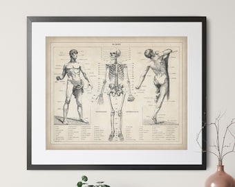 1900 French Human Anatomy Print - Vintage Anatomy Wall Art, Skeleton Art, Body Parts Art, Antique Medical Poster, Anatomy Chart, Nurse Gift