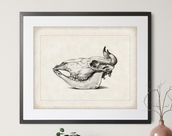 1816 Antique Cow Skull Print - Vintage Skull Art, Animal Skull Wall Art, Fossil Art, Fossil Print, Anthropology Gift, Cow Skull Illustration