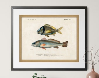 1892 Antique Fish Print - Vintage Fish Art, Fishing Gifts for Men, Saltwater Fish Wall Decor, Fisherman Gift, Gifts for Dad, Fish Wall Art