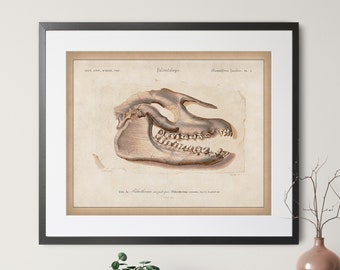 1892 Antique Fossil Print - Vintage Fossil Art, Paleontology Gift, Palaeotherium, Prehistoric Mammal Skull Art, Animal Skull Print, Rustic
