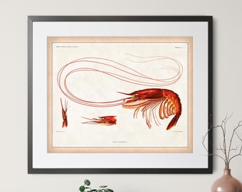 Antique Shrimp Print - Vintage Shrimp Art, Nautical Wall Art, Coastal Wall Decor, Shrimp Anatomy Illustration, Bathroom Art, Kitchen Prints