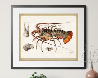 1892 Antique Lobster Print - Vintage Lobster Art, Nautical Wall Art, Coastal Wall Decor, Lobster Anatomy Illustration, Lobsterman Gift