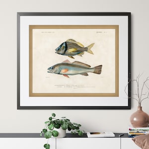 1892 Antique Fish Print - Vintage Fish Art, Fishing Gifts for Men, Saltwater Fish Wall Decor, Fisherman Gift, Gifts for Dad, Fish Wall Art