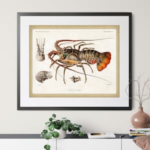 1892 Antique Lobster Print - Vintage Lobster Art, Nautical Wall Art, Coastal Wall Decor, Lobster Anatomy Illustration, Lobsterman Gift