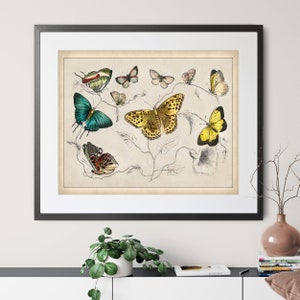 1820 Antique Butterfly Art Print: Vintage Insect Educational Chart