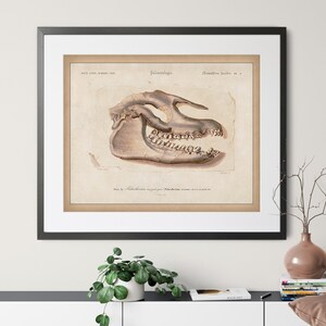 1892 Antique Fossil Print - Vintage Fossil Art, Paleontology Gift, Palaeotherium, Prehistoric Mammal Skull Art, Animal Skull Print, Rustic