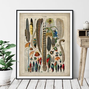 Antique Bird Feathers Print - Vintage Bird Art, French Wall Art, Bird Watcher Gift, Tropical Bird Art, Bird Lover Gift, Bird Chart Poster