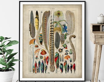 Antique Bird Feathers Print - Vintage Bird Art, French Wall Art, Bird Watcher Gift, Tropical Bird Art, Bird Lover Gift, Bird Chart Poster