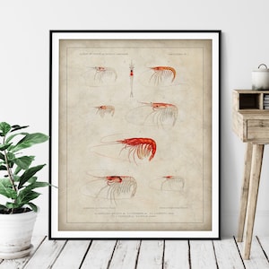 Antique Shrimp Print - Vintage Prawn Art, Ocean Marine Life Wall Art, Oceanography Gift, Saltwater Animal Wall Decor, Fisherman Gift
