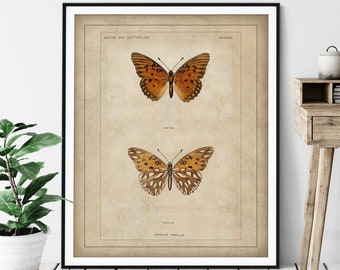 1900 Antique Butterfly Print - Gulf Fritillary, Vintage Insect Art, Entomologist Gift, Bug Print, Insect Print, Bug Art, Bathroom Wall Art