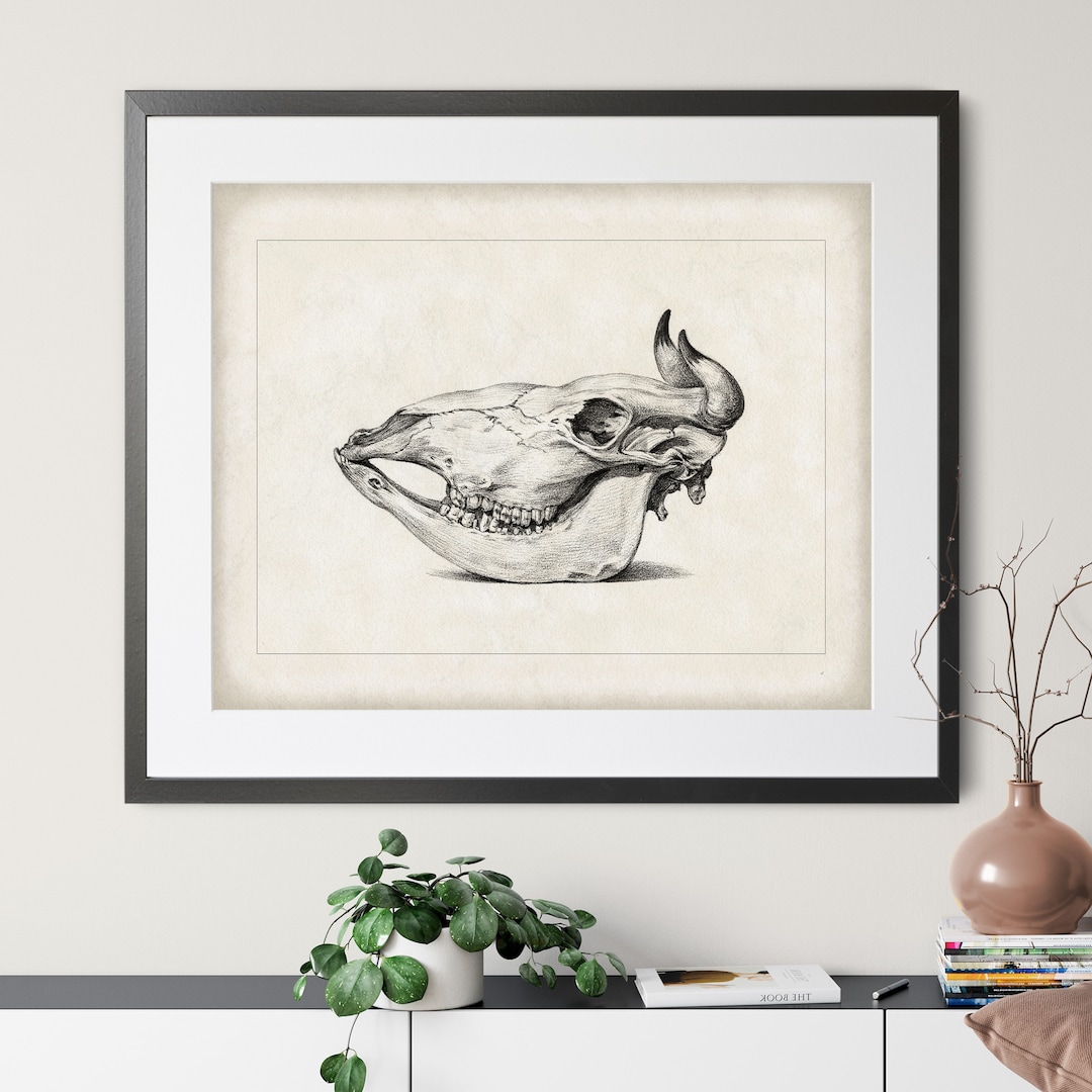 1816 Antique Cow Skull Print Vintage Skull Art, Animal Skull Wall Art
