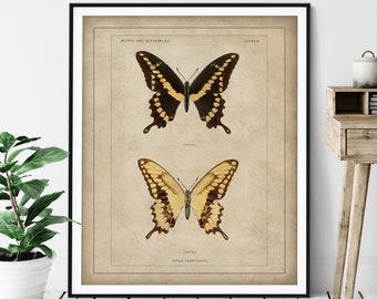 1900 Antique Giant Swallowtail Butterfly Print - Vintage Insect Art, Bug Print, Insect Print, Bug Art, Bathroom Wall Art, Specimen Chart