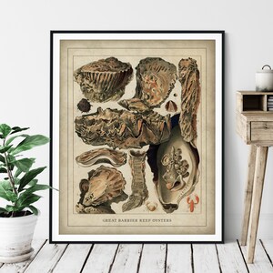 Antique Oyster Print - Vintage Great Barrier Reef Art, Ocean Marine Life Wall Art, Oceanography Gift, Sea Animal Wall Decor, Fisherman Gift