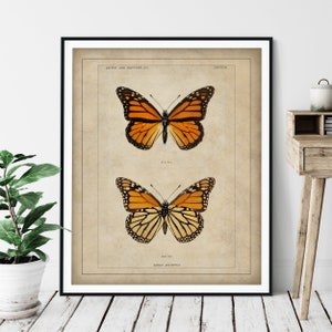 1900 Antique Monarch Butterfly Print - Vintage Insect Art, Entomologist Gift, Bug Print, Insect Print, Bug Art, Bathroom Wall Art, Specimen