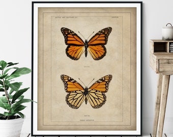 1900 Antique Monarch Butterfly Print - Vintage Insect Art, Entomologist Gift, Bug Print, Insect Print, Bug Art, Bathroom Wall Art, Specimen