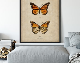 Vintage Insect Art Specimen Bathroom Wall Art Entomologist Gift Bug Print 1900 Antique Monarch Butterfly Print Bug Art Insect Print Vintage Insect Art Specimen Bathroom Wall Art Entomologist Gift Bug Print 1900 Antique Monarch Butterfly Print Bug Art Insect Print