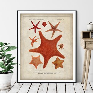 Antique Starfish Print - Vintage Sea Star Art, Ocean Marine Life Wall Art, Oceanography Gift, Saltwater Animal Wall Decor, Fisherman Gift