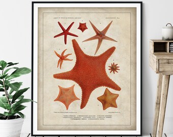 Antique Starfish Print - Vintage Sea Star Art, Ocean Marine Life Wall Art, Oceanography Gift, Saltwater Animal Wall Decor, Fisherman Gift