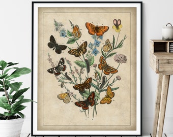 1882 Antique European Butterfly Print - Vintage Insect Art, Entomologist Gift, Bug Print, Insect Print, Bug Art, Bathroom Wall Art, Specimen