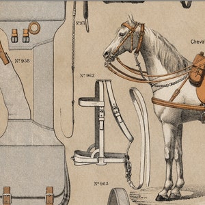 May include: A close-up detail of a horse harness with leather straps and buckles. The harness is labelled with numbers: N&deg; 962, N&deg; 963, N&deg; 971. The harness is attached to a white horse with a brown saddle.