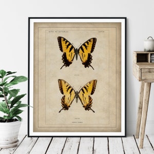 1900 Antique Eastern Tiger Swallowtail Butterfly Print - Vintage Insect Art, Bug Print, Insect Print, Bug Art, Bathroom Wall Art, Specimen