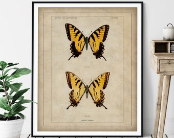 1900 Antique Eastern Tiger Swallowtail Butterfly Print - Vintage Insect Art, Bug Print, Insect Print, Bug Art, Bathroom Wall Art, Specimen