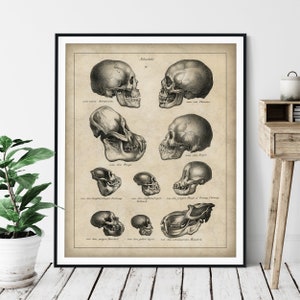 1845 Antique Skulls Print, Vintage Biology Art, Evolutionary Biology, Biologist Gift, Evolution Wall Art, Science Poster, Human, Ape, Monkey