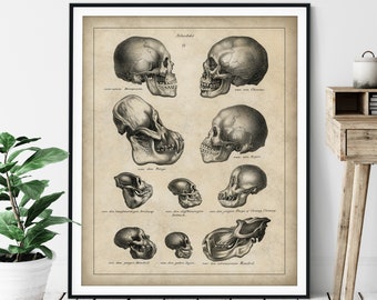 1845 Antique Skulls Print, Vintage Biology Art, Evolutionary Biology, Biologist Gift, Evolution Wall Art, Science Poster, Human, Ape, Monkey