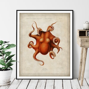 Antique Octopus Print - Vintage Fish Art, Ocean Marine Life Wall Art, Oceanography Gift, Saltwater Animal Wall Decor, Fisherman Gift, Squid
