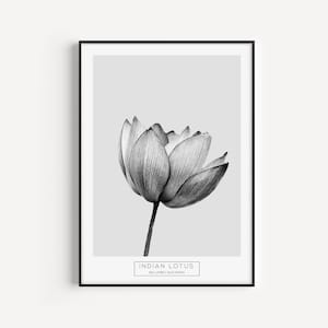 Botanical Print, Wall Art Print, Black White Print, Black White Art, Botanical Wall Art, Flower Wall Art, Minimalist Print, Lotus Print, Art