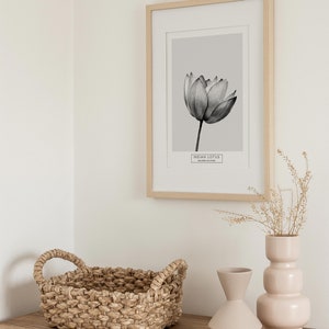 Puede incluir: Una impresi&oacute;n enmarcada de una ilustraci&oacute;n en blanco y negro de una flor de loto india sobre un fondo gris claro. El marco es de madera clara y la impresi&oacute;n tiene el texto "INDIAN LOTUS" y "NELUMBO NUCIFERA". La impresi&oacute;n est&aacute; en una pared blanca junto a una cesta tejida, un jarr&oacute;n rosa claro y un jarr&oacute;n rosa claro de cuello estrecho.