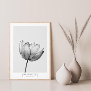 Puede incluir: Una ilustraci&oacute;n en blanco y negro de una flor de loto india, tambi&eacute;n conocida como Nelumbo nucifera, en una impresi&oacute;n enmarcada. La impresi&oacute;n est&aacute; sobre un fondo blanco y tiene un marco de madera.