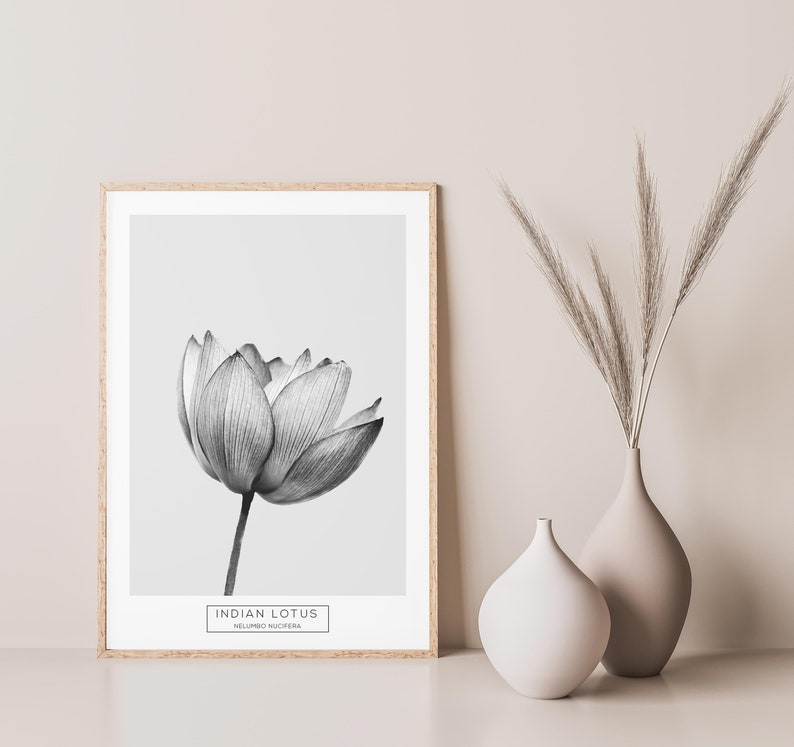 Puede incluir: Una ilustraci&oacute;n en blanco y negro de una flor de loto india, tambi&eacute;n conocida como Nelumbo nucifera, en una impresi&oacute;n enmarcada. La impresi&oacute;n est&aacute; sobre un fondo blanco y tiene un marco de madera.