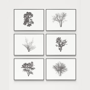Tree Print Set, Wall Art, Print Set, Set of Prints, Black and White, Wall Art Set, Tree Prints, Tree Wall Art, Wall Art Prints, Art Prints