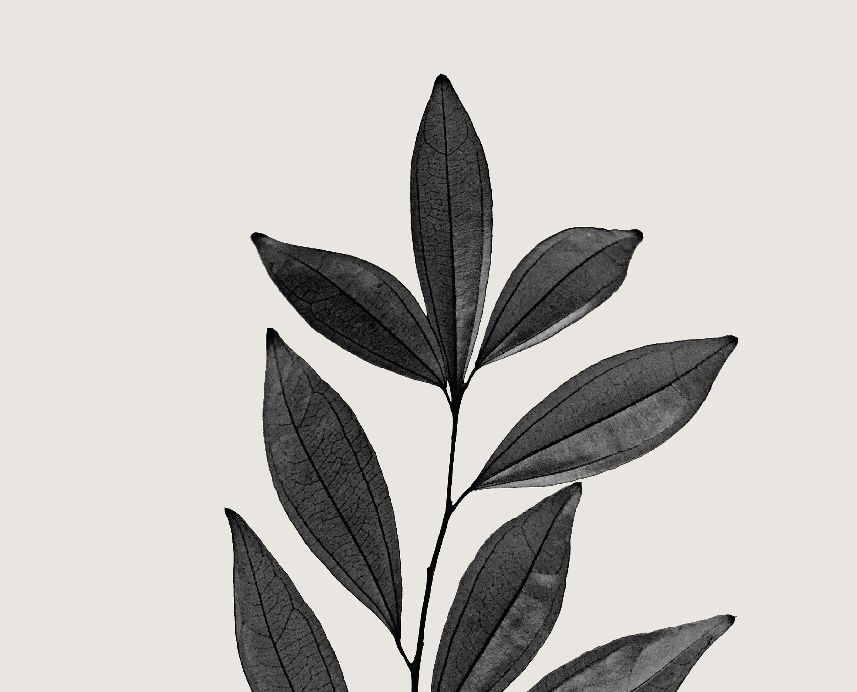 wall-art-print-leaf-print-botanical-print-leaf-wall-art-etsy