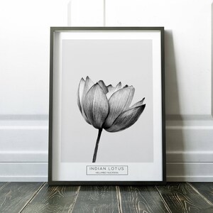 Puede incluir: Ilustraci&oacute;n en blanco y negro de una flor de loto india, tambi&eacute;n conocida como Nelumbo nucifera, sobre un fondo blanco simple.